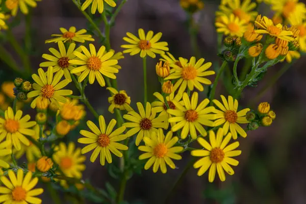 Orman çayırında yabani Jacobaea vulgaris bitkisi. Ragwort, kokuşmuş Willie ya da tansy ragwort olarak bilinir. Yeşil arka planda sarı narin çiçek.