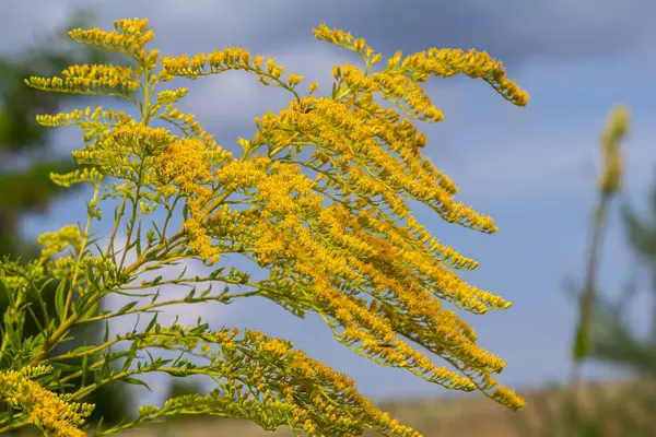 Kanada altın çubuğu, küçük sarı çiçek başları kümesi, yaklaşın. Solidago canadensis ya da brendiae, Asteraceae familyasından uzun ömürlü bir bitki türü..