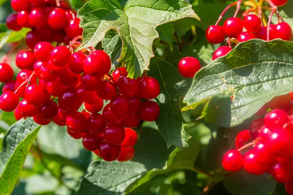Viburnum sıradan, ya da Viburnum kırmızı Viburnum opulus sonbaharda yaprak döken bir odundur..