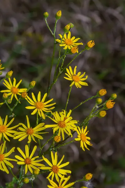 Orman çayırında yabani Jacobaea vulgaris bitkisi. Ragwort, kokuşmuş Willie ya da tansy ragwort olarak bilinir. Yeşil arka planda sarı narin çiçek.