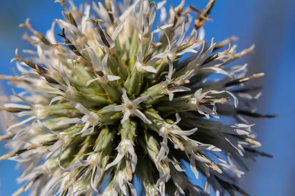 Vahşi doğada, bal bitkisi echinops sphaerocephalus çiçek açar..