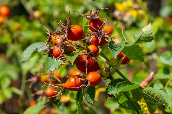 Kırmızı köpek güz mevsiminde böğürtlen verir. Güneşli bir günde birçok kırmızı gül ağacı meyvesi ve yeşil yapraklar.