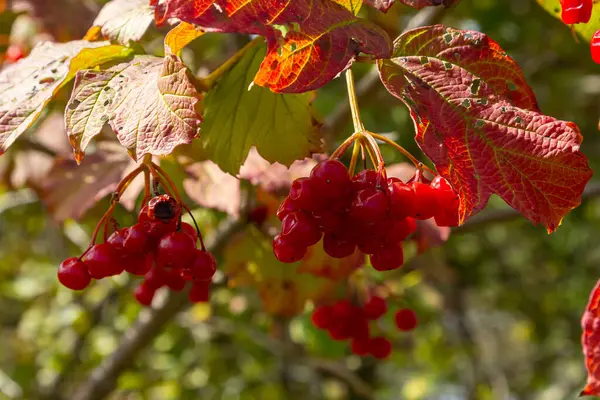 Viburnum sıradan, ya da Viburnum kırmızı Viburnum opulus sonbaharda yaprak döken bir odundur..