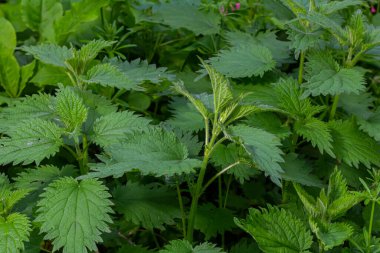 Urtica dioica ya da ısırgan otu, bahçede. Isırgan otu, kanama, idrar söktürücü, ateş düşürücü, yara iyileştirme, antiheumatik madde olarak kullanılan bir ilaç..