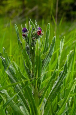 Vahşi doğada, Cynoglossum otlar arasında çiçek açar. Tipik bir yaşam alanındaki ortak sedumun renkli çiçeklerine yakın çekim.