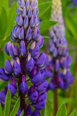 Lupinus, lupin, acı bakla alan pembe mor ve mavi çiçekli.