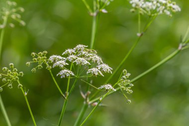 Chaerophyllum aureum Altın Chervil Altın Chervil.
