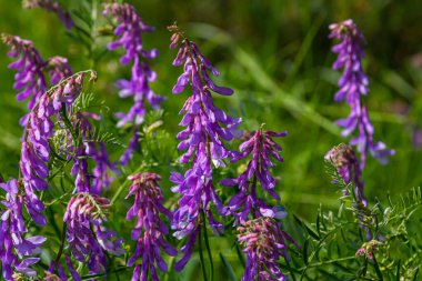 Vetch, vicia cracca değerli bal bitkisi, yem ve tıbbi bitki. Kırılgan mor çiçek arkaplanı. Yünlü ya da Fodder Vetch bahar bahçesinde çiçek açar..