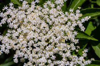 Çiçek tomurcukları ve siyah yaşlı bahar, Sambucus nigra, çiçekler.