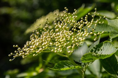 Çiçek tomurcukları ve siyah yaşlı bahar, Sambucus nigra, çiçekler.