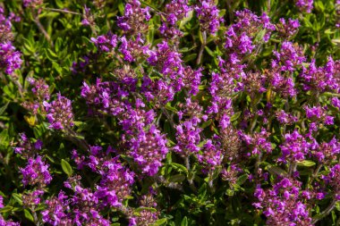 Çiçekli kokulu Thymus Serpilllum, Breckland yabani kekik, sürünen kekik, ya da elf kekik yakın çekim, makro fotoğraf. Güneşli bir günde tarlada güzel yiyecekler ve tıbbi bitkiler