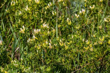 In the spring Chamaecytisus ruthenicus blooms in the wild.