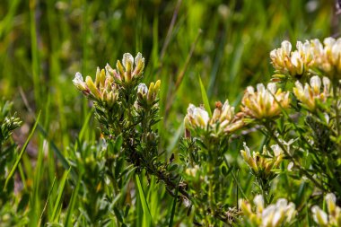 In the spring Chamaecytisus ruthenicus blooms in the wild.