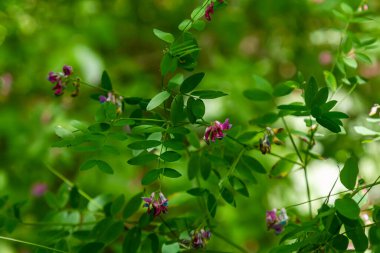 Lathyrus Nijer baharda ormanın vahşi doğasında yetişir..