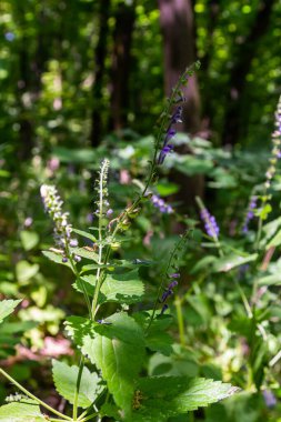 Scutellaria altissima ya da uzun kafatasları küçük mavi aslanağzı gibi yeşil çiçekleri.
