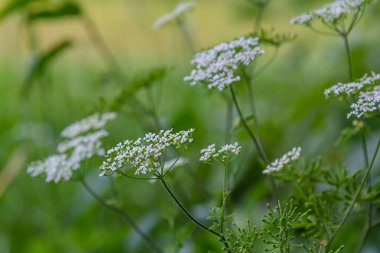 Chaerophyllum aureum Altın Chervil Altın Chervil.