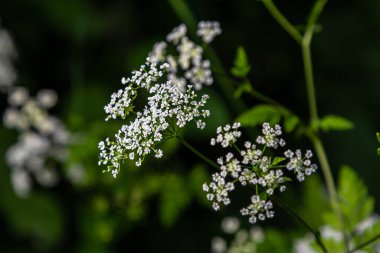 Chaerophyllum hirsutum roseum - Kıllı Chervil pembe umbels.