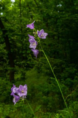 Campanula latifolia çiçeği, geniş yapraklı çan çiçeği, urple, botanik ormanı çayırı, bahar çiçekli bitki ormanı, doğa makro fotoğrafı..