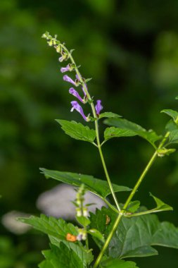 Scutellaria galericulata bitkisi vahşi doğada yetişir..