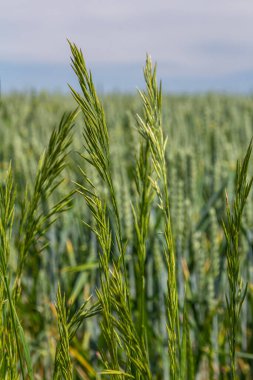 Bromegrass tohum başları bulanık arkaplanlı. Bromus, Bromeae olarak sınıflandırılan büyük bir çim cinsidir. Genel olarak süpürge, süpürge çimi, aldatma otu ya da satranç otu olarak bilinirler..
