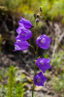 Campanula latifolia çiçeği, geniş yapraklı çan çiçeği, urple, botanik ormanı çayırı, bahar çiçekli bitki ormanı, doğa makro fotoğrafı..