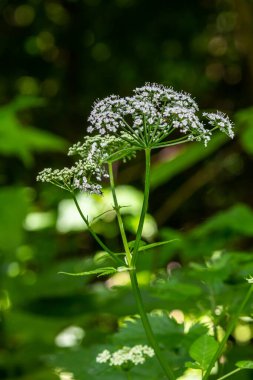 Chaerophyllum aureum Altın Chervil Altın Chervil.