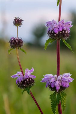 Phlomis Phlomoides tüberosa kır çiçekleri açık yeşil arka planda. Koyu kırmızı sapları var. Mimari leylak-pembe çiçekler ve buruşuk kıllı yapraklar..