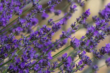 Lavandula angustifolia çiçek demeti, mor kokulu çiçek demeti güzel kokan bitkiler.