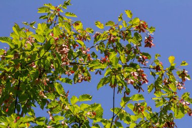 Akçaağaç çınarı ya da akçaağaç çınarı ya da akçaağaç çınar çınarı veya platanolisti lat Acer platanoides Acerle Acerfamily Sapindaceae familyasından bir tür..