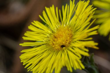Parlak sarı yaka çiçekleri ilkbaharın başlarında çiçek açar ve doğal ortamlarında büyüdükçe manzaraya canlı renkler katar..
