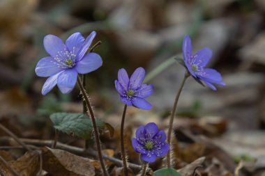 Hepatika çiçekleri parlak mor yapraklarını dökülen yapraklarla çevrili bir bahar ormanında sergiler..