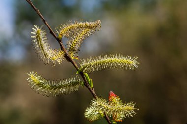 Narin söğüt çiçekleri ince dalların üzerine sarı renkler şeklinde süzülür. Yumuşak güneş ışığıyla çevrili bahar tazeliğinin özünü yakalar..