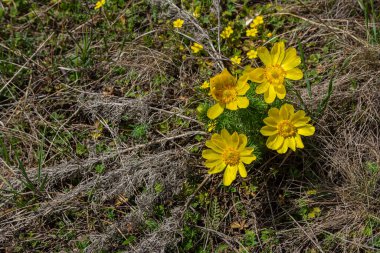 Parlak sarı yaprakları olan Adonis çiçekleri, güneşli bir günde etrafındaki kuru otlarla ve canlı yeşilliklerle çelişen bir alanda serpilmektedir..