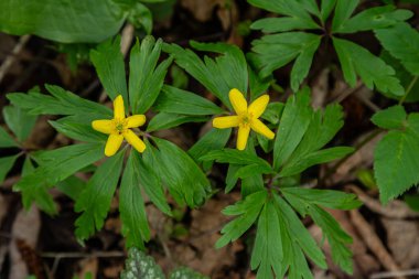 Bereketli bir bahar ormanında Anemonoides 'in sarı çiçekleri parlak güneş ışığı altında zengin yeşil yapraklardan çıkar ve canlı bir atmosfer yaratır..