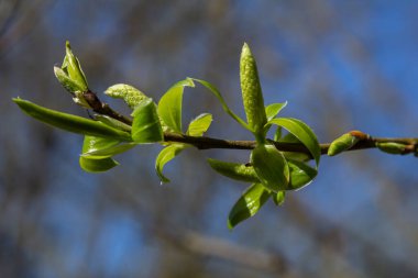 Söğüt çiçekleri bahar boyunca açık havada, açık mavi bir gökyüzünde canlı yeşil yapraklar sergiliyor..