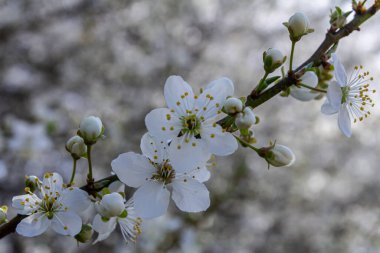 İlkbaharda Prunus cerasifera 'dan gelen beyaz çiçek kümeleri ortaya çıkar. Sarı erkeklik organları solgun güneş ışığı altında nefes kesici bir doğal görüntü sağlar..