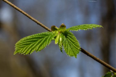 Bahar güneşinde taze yeşil yapraklar ve dallar arasında doğal bir ortamda ortaya çıkar..