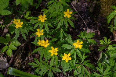 Canlı sarı Anemonoides kümeleri orman zeminini süslüyor. Etrafı yeşil yeşil yapraklarla çevrili, sakin bir bahar ortamı..
