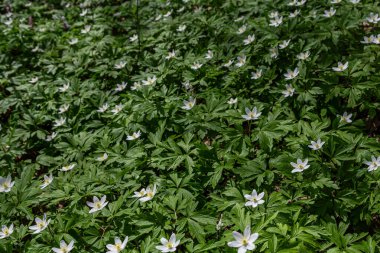 Anemon nemorosa çiçeklerinin canlı bir görüntüsü bahar boyunca orman zeminini kaplar ve doğal uyum içinde zengin yeşil yapraklardan beyaz çiçekler çıkar..