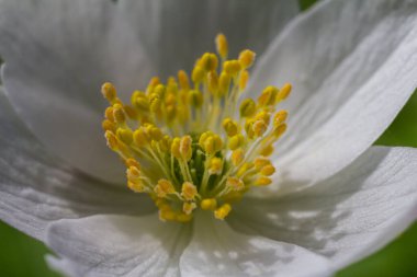 Anemone nemorosa 'nın narin taç yaprakları, bereketli bir bahar ormanında, doğanın güzelliğini vurgulayan canlı sarı erkek organlarını sergiliyor..