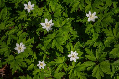 Deniz şakayığı çiçekleri orman zeminini dekore eder. Etrafı bereketli yeşil yapraklarla çevrili canlı bir çiçek dekoru oluşturur..