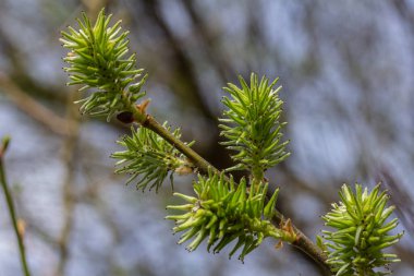 Taze söğüt çiçekleri baharın sıcağında ortaya çıkar narin yeşillikler sergilenir çıplak dallar ve parlak mavi gökyüzü karşısında.