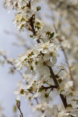Prunus cerasifera 'nın beyaz çiçekleri bahar boyunca sakin bir bahçede zarif bir şekilde açar. Arıları ve kelebekleri canlı çiçekleri polenlemeye davet eder..