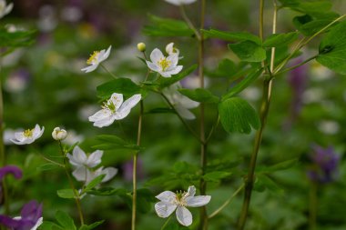 Isopyrum thalictroides çiçekleri bahar ormanlarında çiçek açar. Yeşillikler, doğanın yenilenmesini ön plana çıkaran narin çiçeklerin etrafını sarıyor..