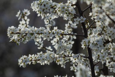Prunus cerasifera 'nın çiçek açan dalları yerel bir parkta sakin bir öğleden sonra yürüyüşü sırasında bahar güneşinde narin beyaz çiçekler sergiliyor..