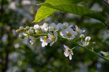 Prunus padus 'un bahar dalları güneşli bir ortamda yemyeşil, narin beyaz çiçekler sergiliyor..