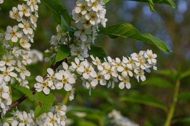 Prunus padus 'un narin beyaz çiçekleri ilkbaharda çiçek açar. Doğal güzelliklerle dolu huzurlu bir ortamda yemyeşil yapraklarla çelişir..
