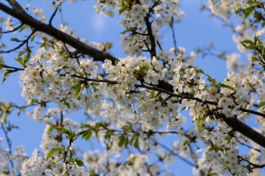 Kiraz çiçekleri parlak bahar gökyüzünde neşeyle açar mavi arkaplanda beyaz çiçeklerin güzel bir zeminini oluşturur..