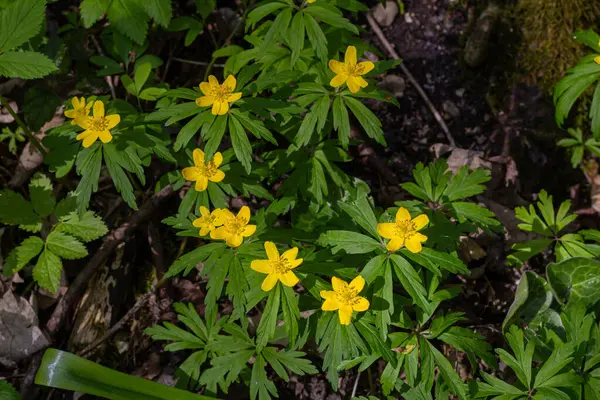Canlı sarı Anemonoides kümeleri orman zeminini süslüyor. Etrafı yeşil yeşil yapraklarla çevrili, sakin bir bahar ortamı..