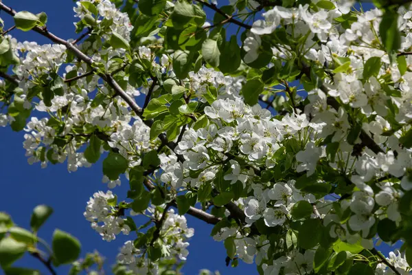 Bahar mevsiminde, yeşil yapraklarla çevrili çarpıcı beyaz çiçekler açan armut çiçekleri parlak mavi gökyüzüne karşı güzel bir kontrastlık yaratır..